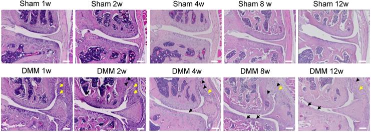 Int J Biol Sci Image