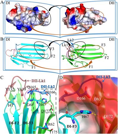 Int J Biol Sci Image