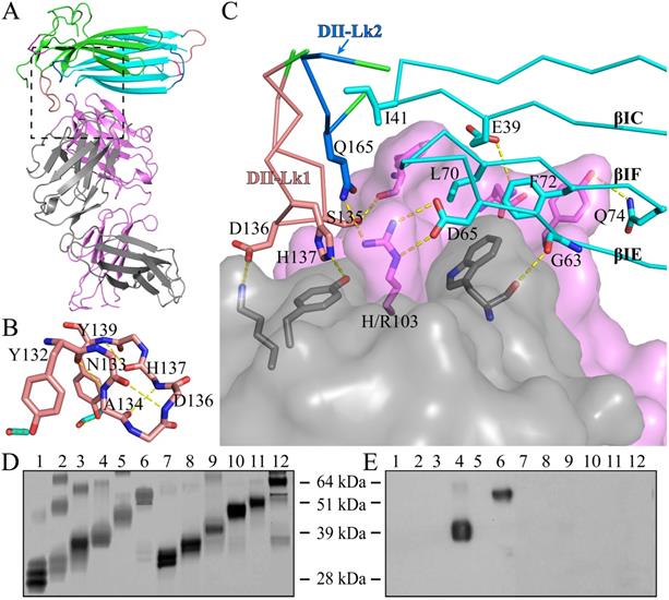 Int J Biol Sci Image