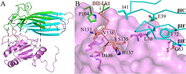 Int J Biol Sci Image