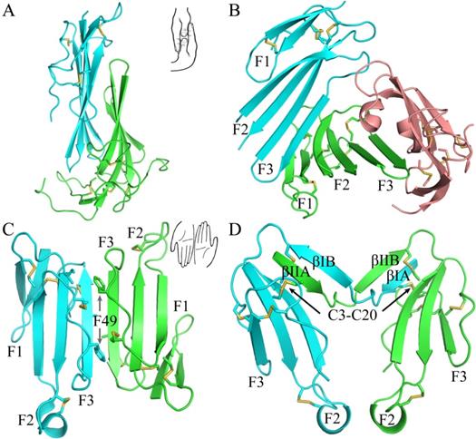 Int J Biol Sci Image