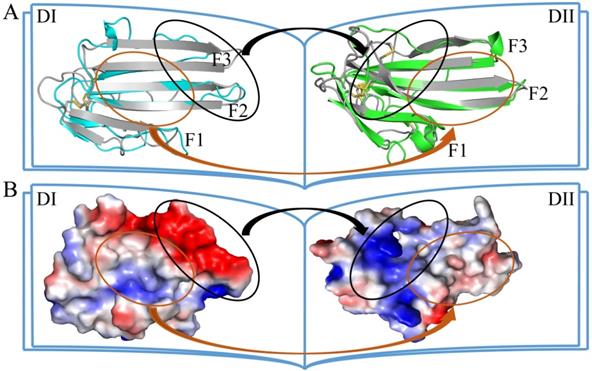 Int J Biol Sci Image