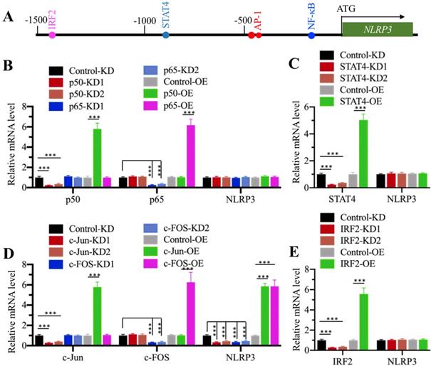 Int J Biol Sci Image