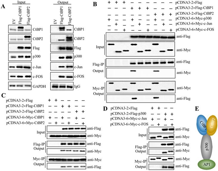 Int J Biol Sci Image