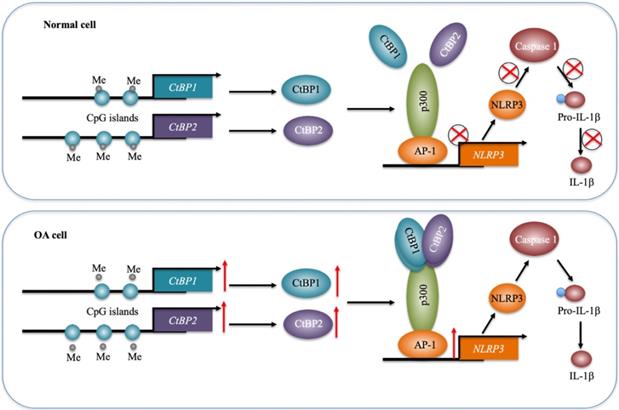 Int J Biol Sci Image