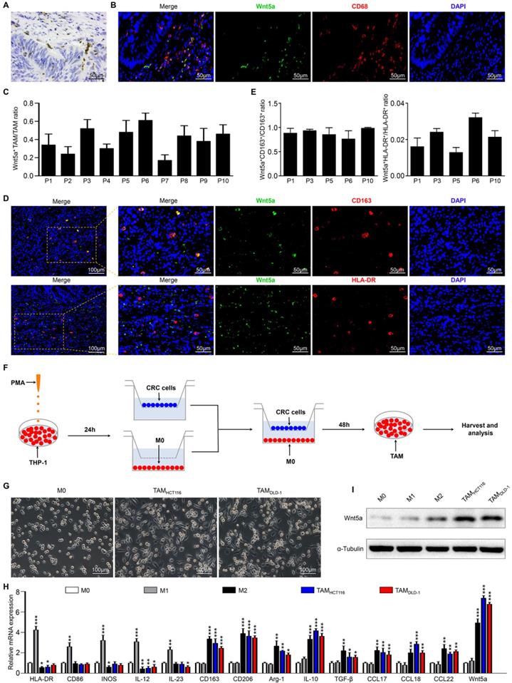 Int J Biol Sci Image