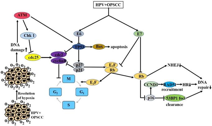 Int J Biol Sci Image