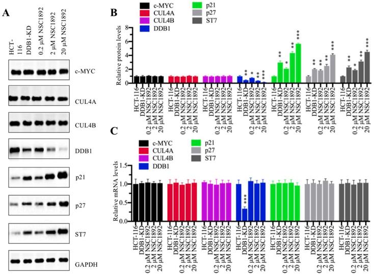 Int J Biol Sci Image