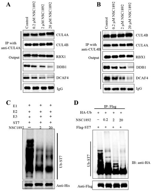 Int J Biol Sci Image