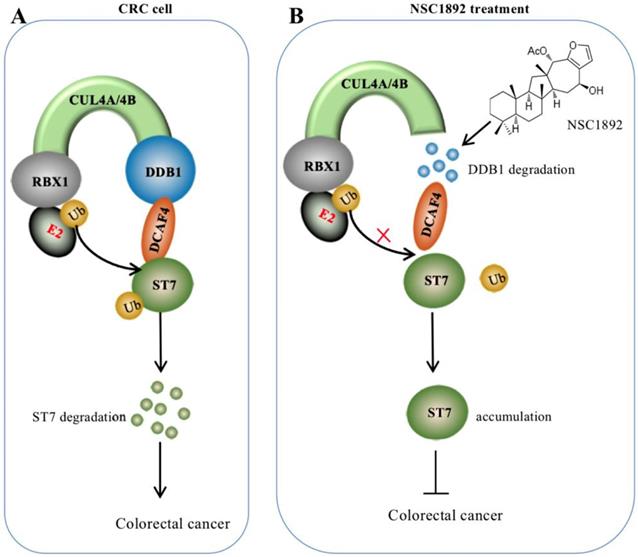 Int J Biol Sci Image