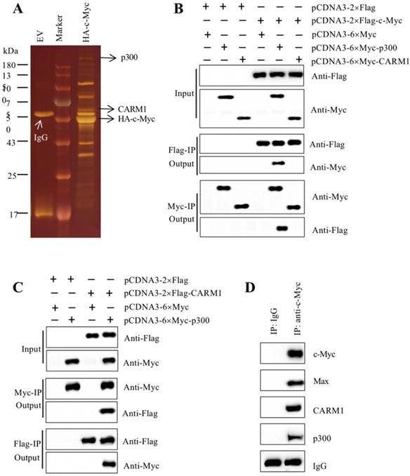 Int J Biol Sci Image