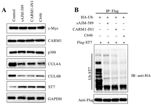 Int J Biol Sci Image