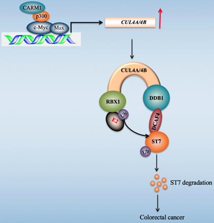 Int J Biol Sci Image