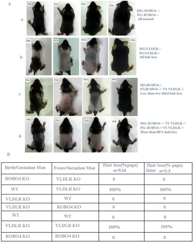 Int J Biol Sci Image