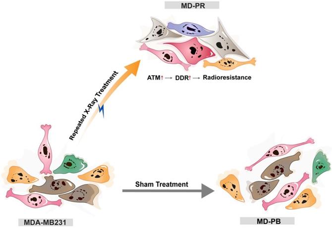 Int J Biol Sci Image