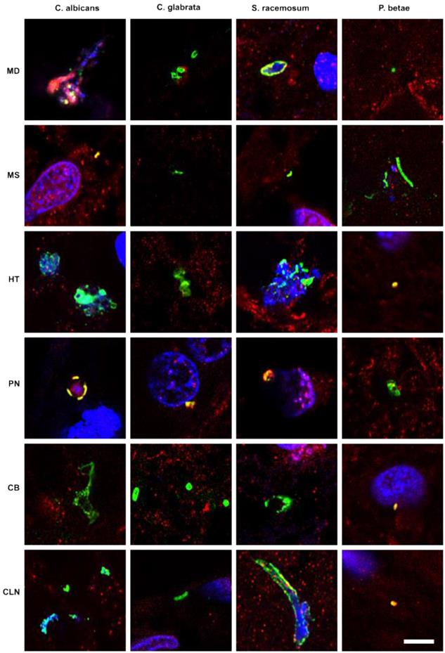 Int J Biol Sci Image