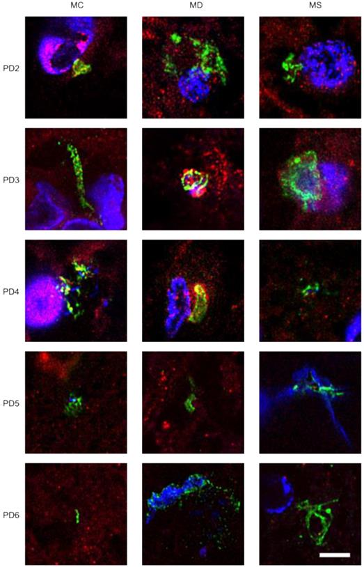 Int J Biol Sci Image