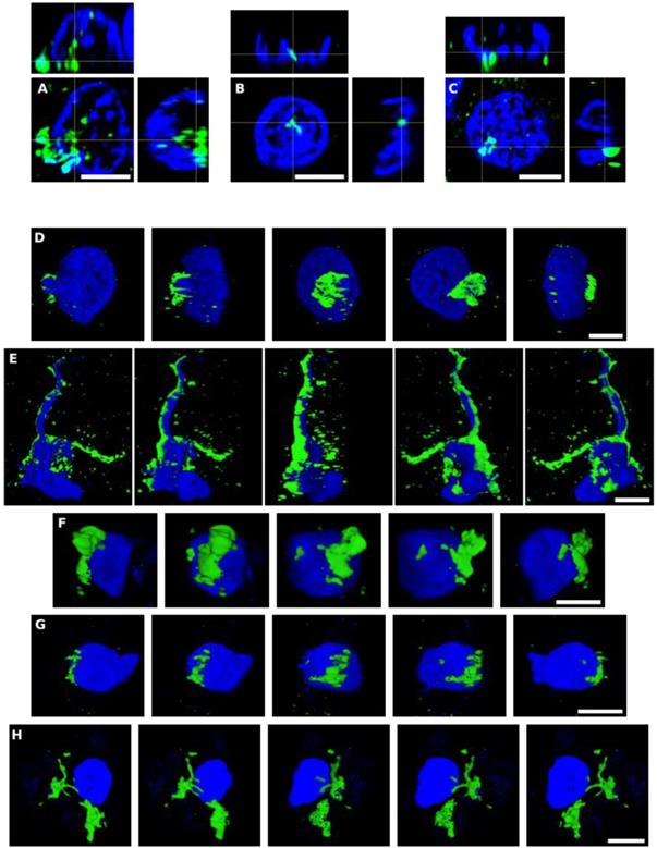 Int J Biol Sci Image