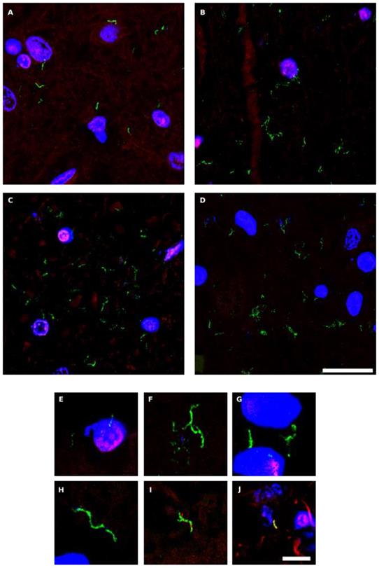 Int J Biol Sci Image