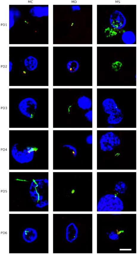 Int J Biol Sci Image