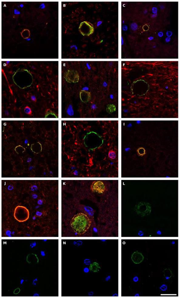 Int J Biol Sci Image