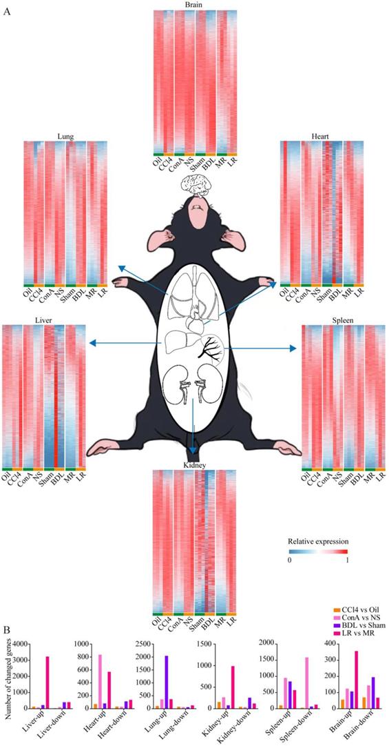 Int J Biol Sci Image