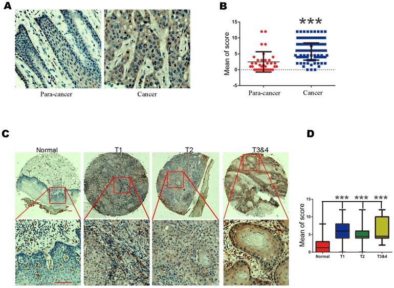 Int J Biol Sci Image