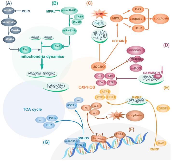 Int J Biol Sci Image