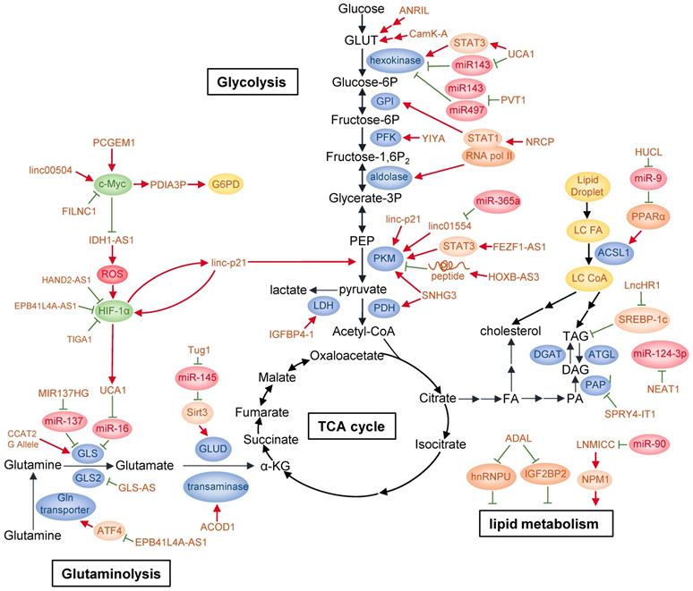 Int J Biol Sci Image