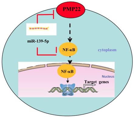 Int J Biol Sci Image