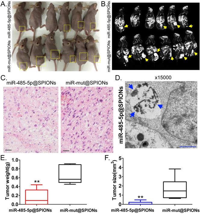 Int J Biol Sci Image