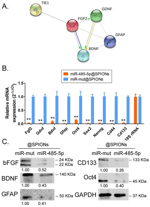 Int J Biol Sci Image