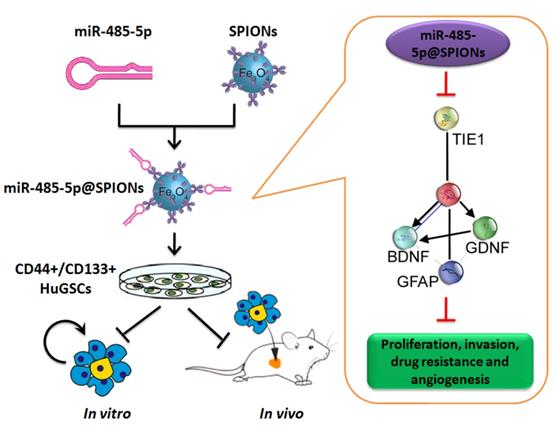 Int J Biol Sci Image