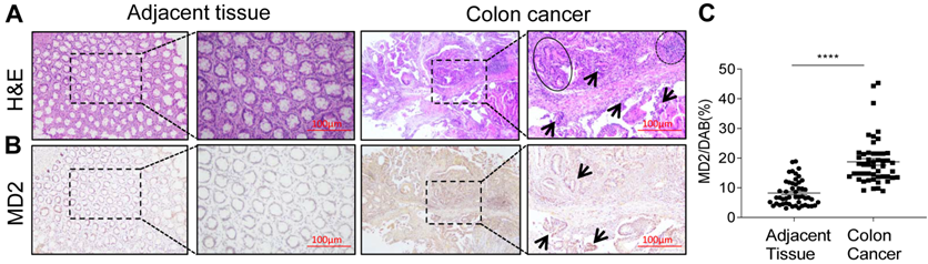 Int J Biol Sci Image