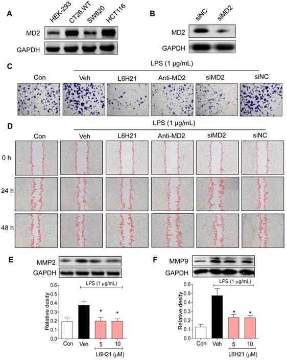 Int J Biol Sci Image