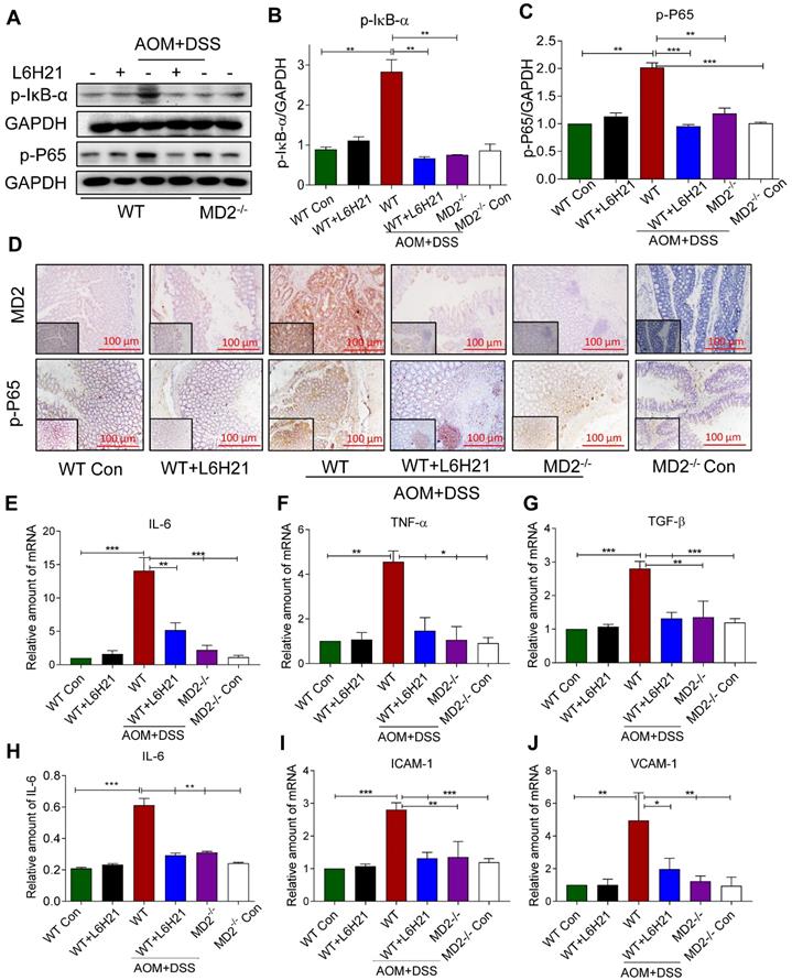 Int J Biol Sci Image