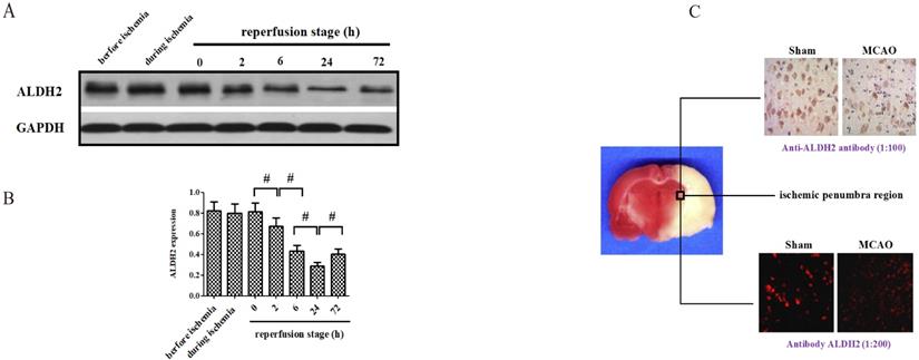 Int J Biol Sci Image