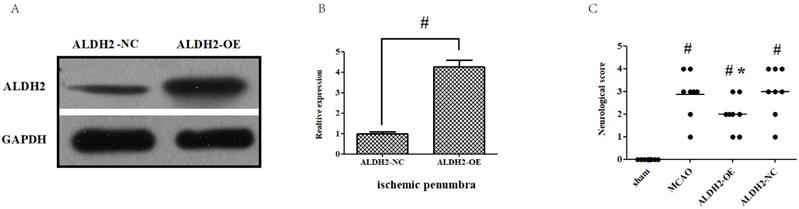 Int J Biol Sci Image