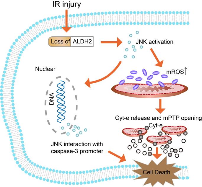 Int J Biol Sci Image