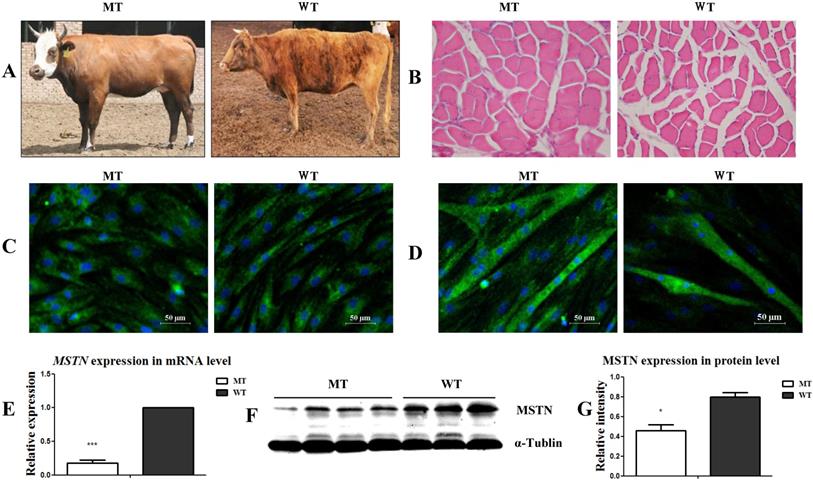 Int J Biol Sci Image