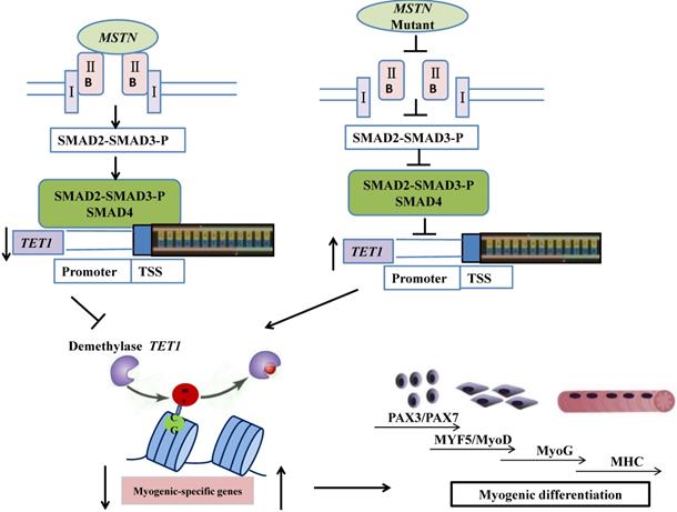 Int J Biol Sci Image