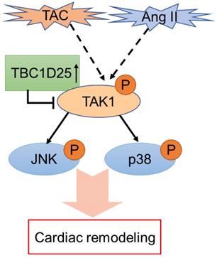 Int J Biol Sci Image