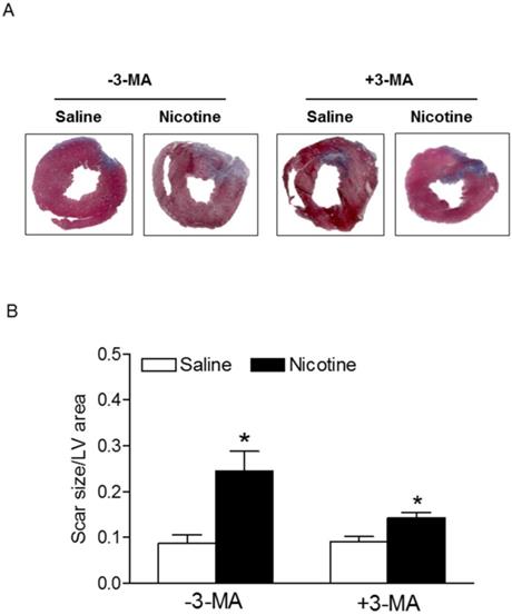 Int J Biol Sci Image