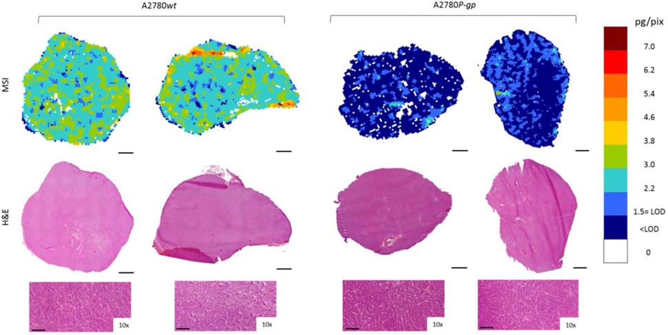 Int J Biol Sci Image