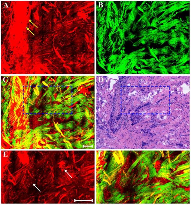 Int J Biol Sci Image