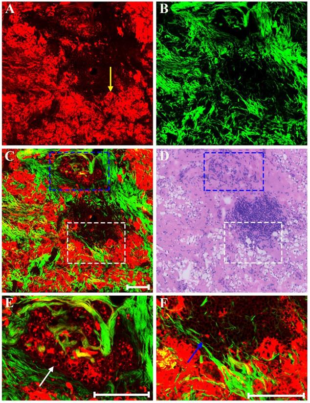 Int J Biol Sci Image