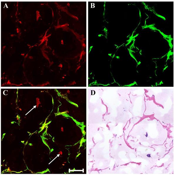 Int J Biol Sci Image