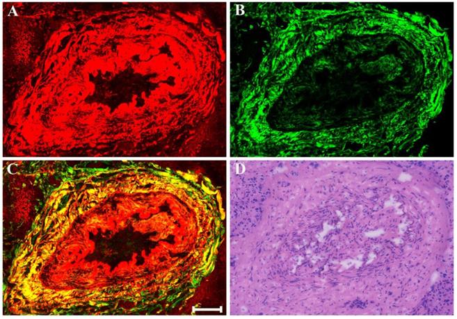 Int J Biol Sci Image