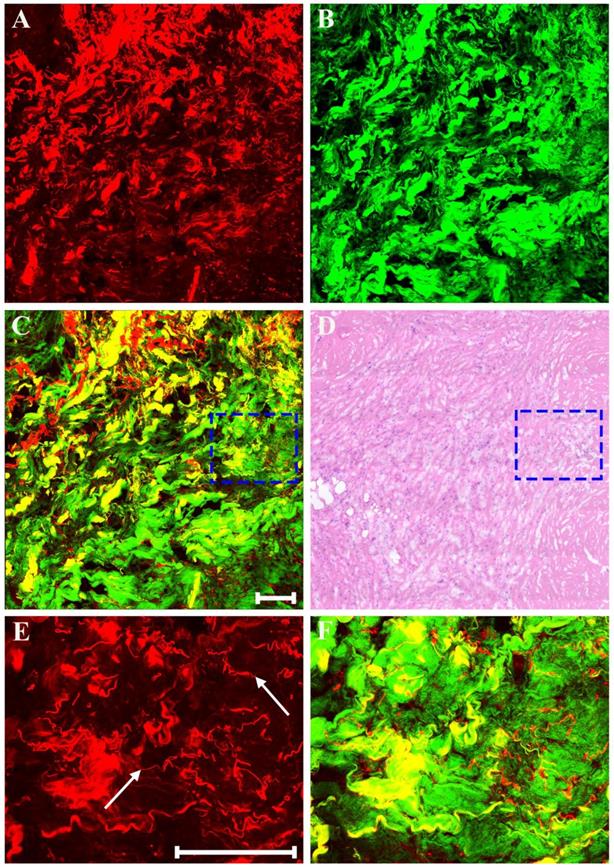 Int J Biol Sci Image