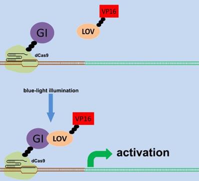 Int J Biol Sci Image